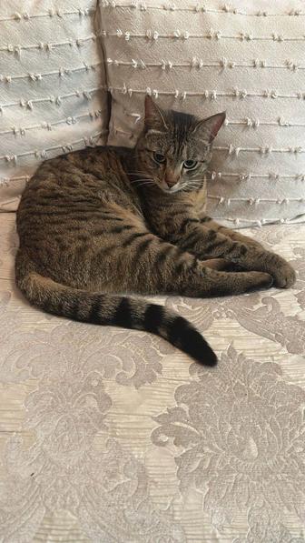 Кошечка бесплатно