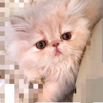 Бронь персидские котята мальчики