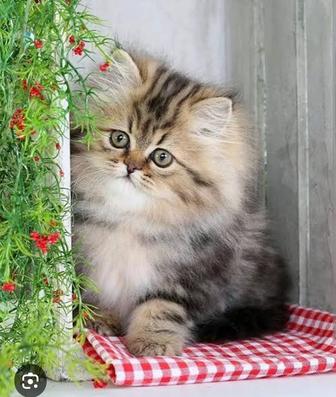 Бронь персидские котята