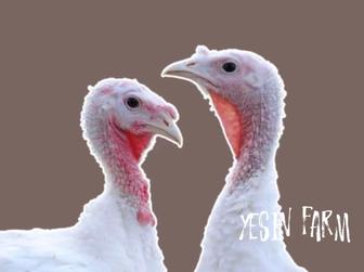 Белый широкогрудый инкубационные яйца индюков крепкие индюшата