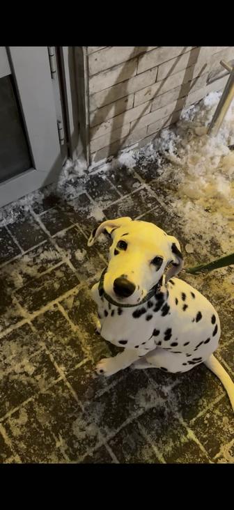 далматин породистый щенок 4 месяца с родословной и документами