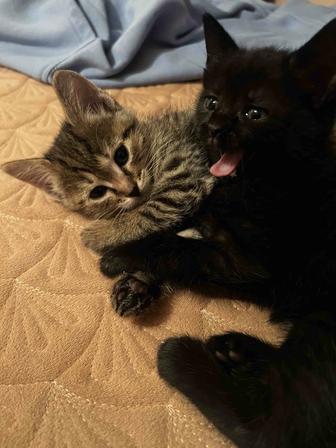 Отдам котят в хорошие руки