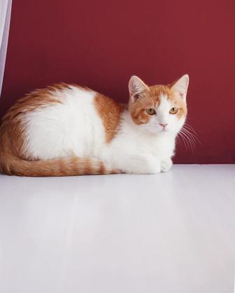 Котик в хорошие руки