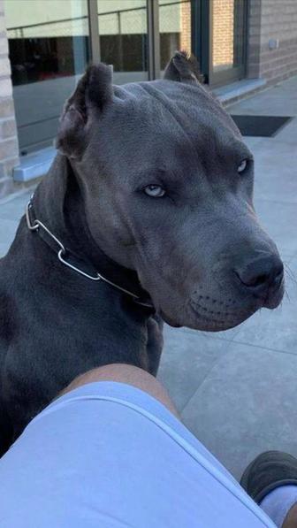 Вынул собак