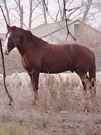 Продам жеребца 4 года