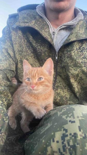 Рыжий котенок
