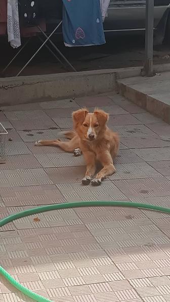 Отдам собаку в добрые руки