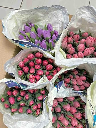 Тюльпаны оптом и розницу от 450тг !!!