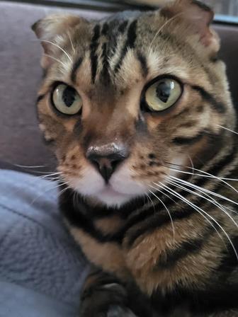 Отдам кота в хорошие руки