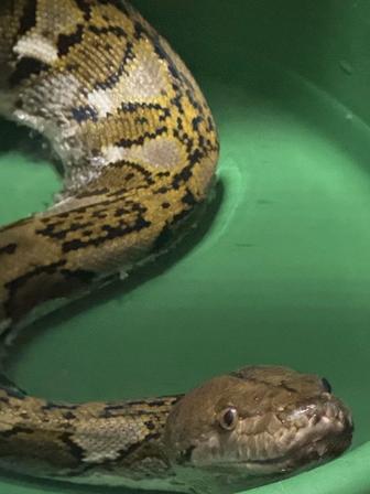 Сетчатый питон