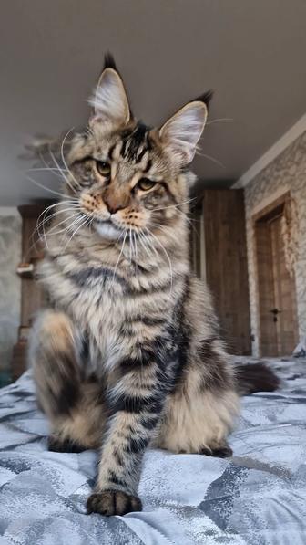Мейн-кун котенок .Kaspi Red. Рассрочка до 12 месяцев.