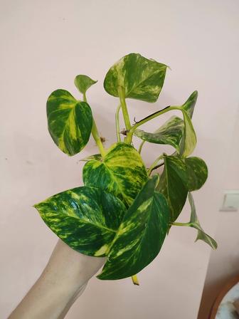 Эпипремнум золотой отростки, хойи