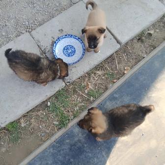 Отдам щенят