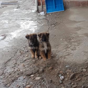 Отдам щенят