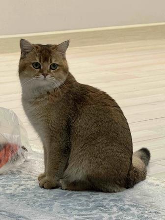 Вязка кота породы золотая шиншилла