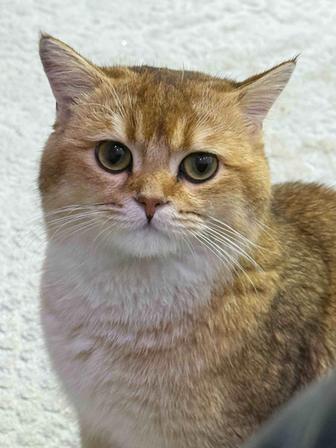 Вязка кота породы золотая шиншилла