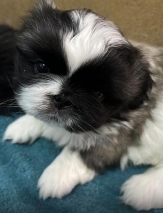 Продам щенка пекинеса с документами