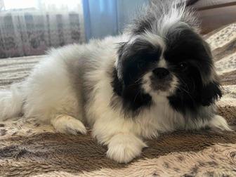 Продам щенка пекинеса с документами