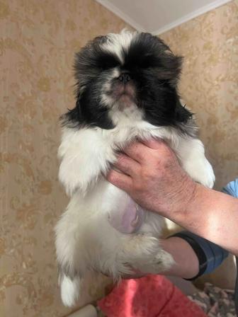 Продам щенка пекинеса с документами