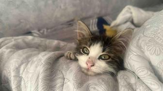 Отдам котенка