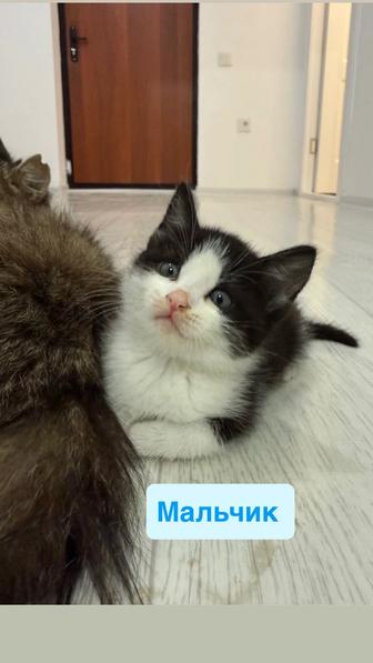 Котенок