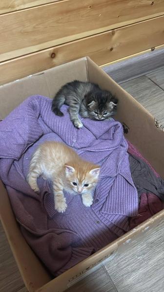 Котята
