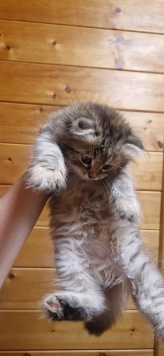 Котята