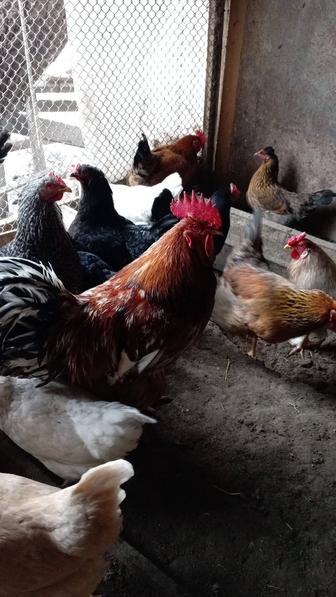 Продажа петух