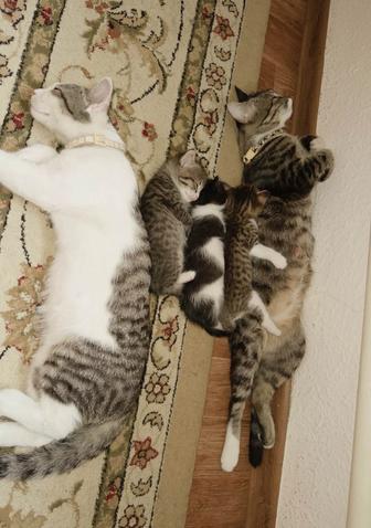Кошки. Отдам в хорошие руки
