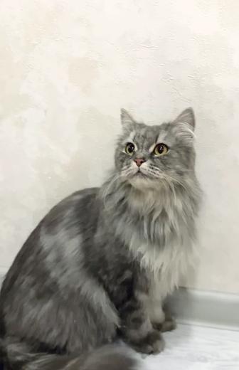 Кошка стерилизованна