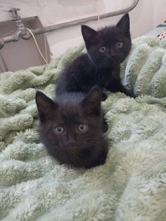 Отдам котят в добрые руки