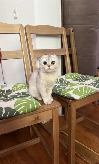 Котенок Скоттиш-фолд