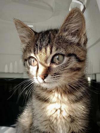Котя в поисках дома