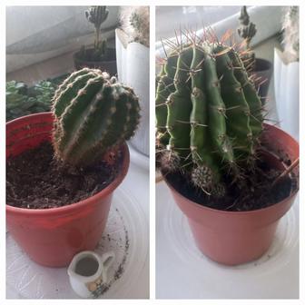 Продам цветы комнатные __кактусы