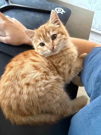 Котенок мальчик