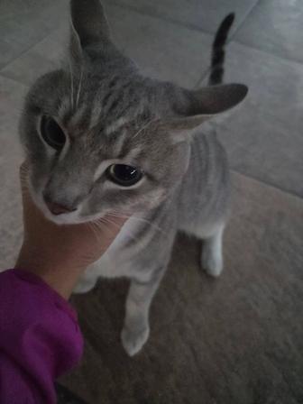 Кот чей