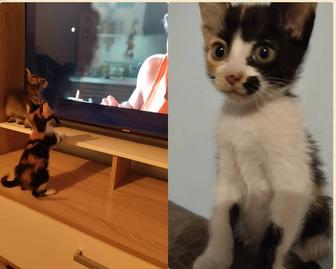 Отдам кошечку