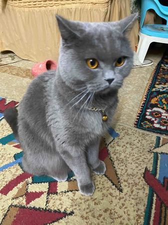 Отдам кошку в добрые руки