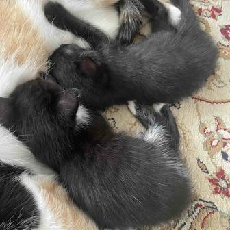 Домашние котята