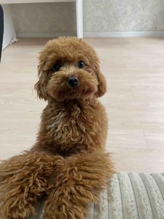 Передержка собак