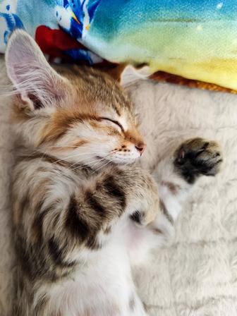 Отдам котенка в добрые руки