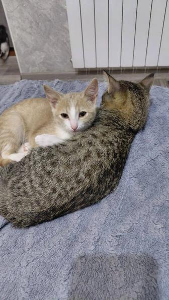 Отдам котят в добрые руки