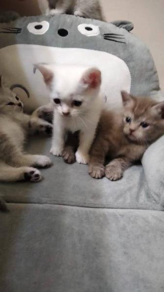Котята