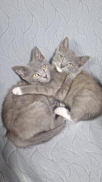 Отдам котят в надежные руки.