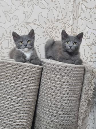 Отдам котят в надежные руки.