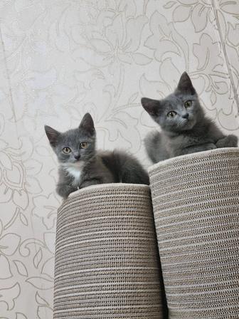 Отдам котенка в добрые руки!