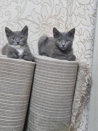 Отдам котят в добрые руки!