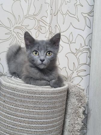 Отдам котят в надежные руки.
