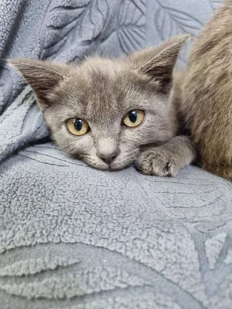 Отдам котят в надежные руки.