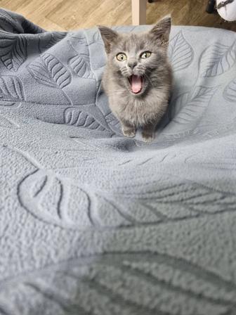 Отдам котенка в добрые руки!